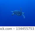 turtle  134455753