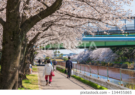春天的荒子川公園,櫻花盛開(愛知縣名古屋市) 春天的荒子川公園,櫻花盛開(愛知縣名古屋市) 134455865
