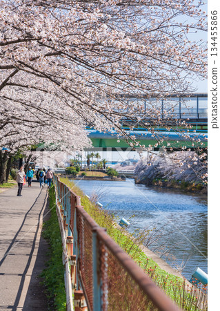 春天的荒子川公園，櫻花盛開（愛知縣名古屋市） 134455866
