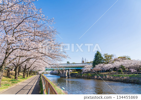 春天的荒子川公園，櫻花盛開（愛知縣名古屋市） 134455869