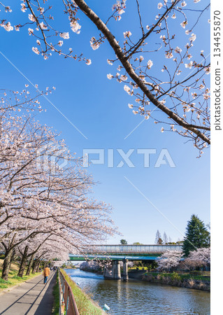 春天的荒子川公園，櫻花盛開（愛知縣名古屋市） 134455870