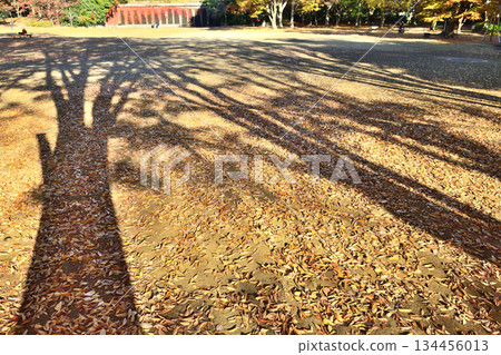 參天大樹的影子將公園裝飾得如同畫作一般。 參天大樹的影子將公園裝飾得如同畫作一般。 134456013