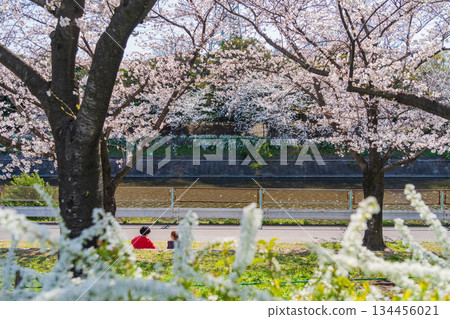 春天的荒子川公園,櫻花盛開(愛知縣名古屋市) 春天的荒子川公園,櫻花盛開(愛知縣名古屋市) 134456021