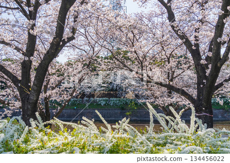 春天的荒子川公園，櫻花盛開（愛知縣名古屋市） 134456022