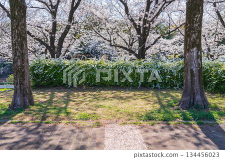 春天的荒子川公園，櫻花盛開（愛知縣名古屋市） 134456023