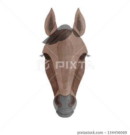 馬的臉圖 134456089