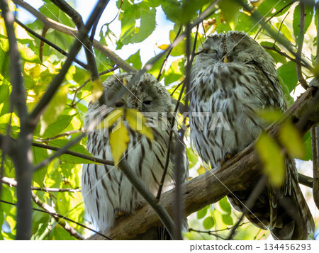 一對蝦夷貓頭鷹一起睡覺 134456293