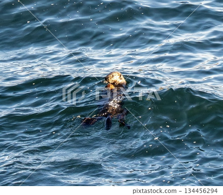 海獺捕食扇貝 海獺捕食扇貝 134456294
