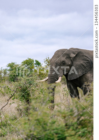 Elephant standing in the bush. Wild animal in natural habitat. African wildlife photography for nature conservation and safari tourism. 134456303