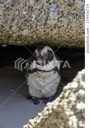 African penguin chick hiding under a rock on a beach. Wildlife and animal life concept. Portrait of a cute baby bird in nature. 134456734