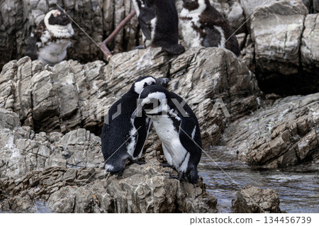 Two african penguin standing on a rock. Wild animal on a stone beach. South african wildlife and nature. Safari travel to cape town for tourism. Two african penguin standing on a rock. Wild animal on a stone beach. South african wildlife and nature. Safari travel to cape town for tourism. 134456739