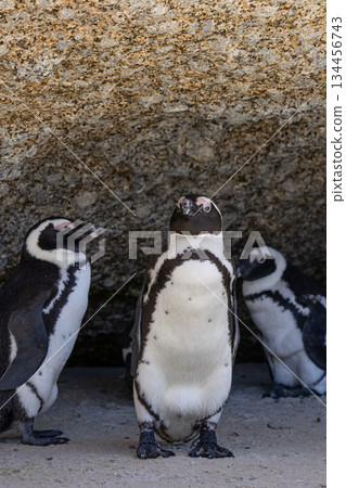 Three african penguin stand on sandy beach at Boulders Beach in South Africa. Wildlife animal conservation and travel destination concept. Three african penguin stand on sandy beach at Boulders Beach in South Africa. Wildlife animal conservation and travel destination concept. 134456743