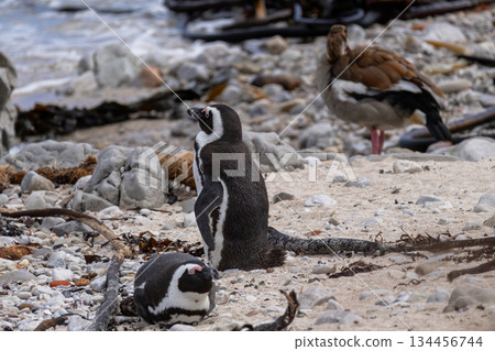 African penguin standing on sandy beach with another resting nearby and brown goose in background. Wildlife preserve at Boulders Bay, South Africa. 134456744
