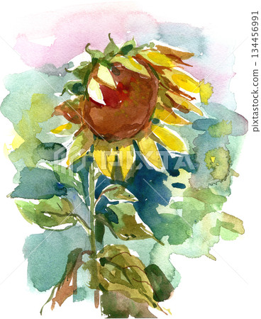 Watercolor painting of a sunflower Watercolor painting of a sunflower 134456991