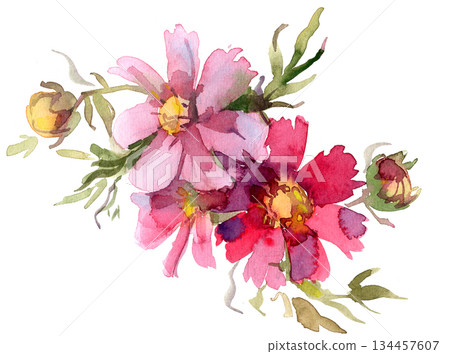 Watercolor painting of pink and red wildflowers on a white background Watercolor painting of pink and red wildflowers on a white background 134457607
