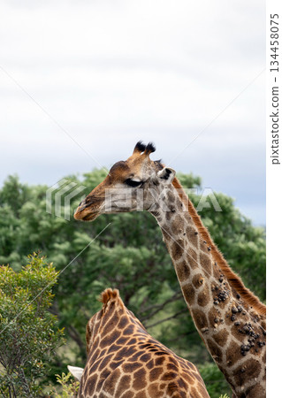 Two giraffe standing in natural habitat with green tree. Wildlife animal safari. African mammal in wild nature. Two giraffe standing in natural habitat with green tree. Wildlife animal safari. African mammal in wild nature. 134458075