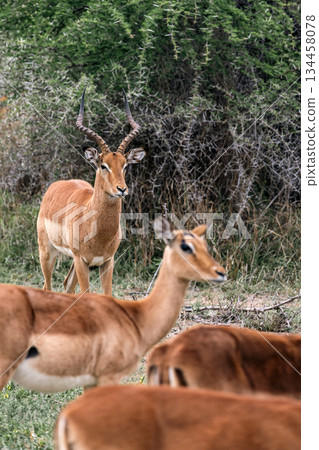 Impala buck standing among a herd of impalas in a natural habitat in africa. Wildlife antelope in the wild for natural scene. Impala buck standing among a herd of impalas in a natural habitat in africa. Wildlife antelope in the wild for natural scene. 134458078