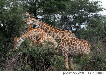 Three giraffe feeding from tree. Wildlife animal eating leaf. African safari. Nature and conservation concept 134458080