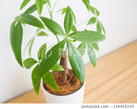 A potted Pachira plant in the room 134458159