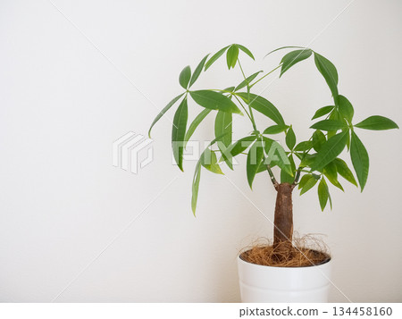 房間裡有一盆發財樹 134458160