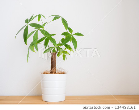 房間裡有一盆發財樹 134458161