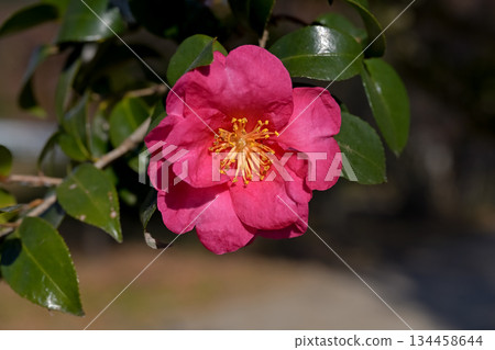 Sasanqua花 Sasanqua花 134458644