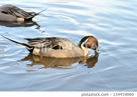 小長鴨 小長鴨 134459060