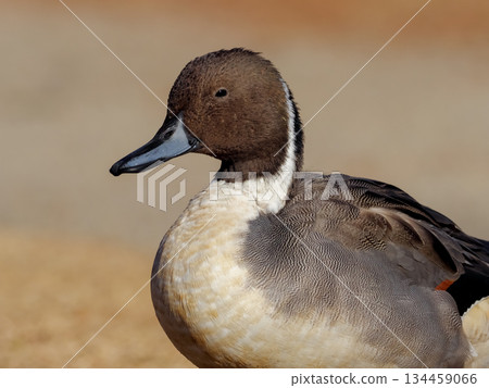 小長鴨 134459066