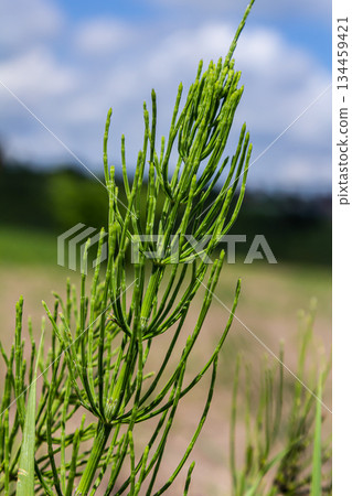 Horsetail field Equisetum arvense grows in the wild Horsetail field Equisetum arvense grows in the wild 134459421