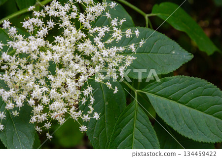 Flower buds and flowers of the Black Elder in spring, Sambucus nigra Flower buds and flowers of the Black Elder in spring, Sambucus nigra 134459422