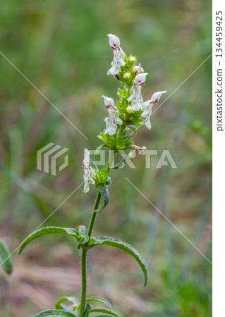Flower stalk of the woundwort Stachys sp. in May Flower stalk of the woundwort Stachys sp. in May 134459425
