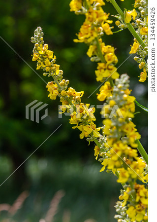 Common mullein - pale yellow flowers of verbascum nigrum plant, used as herb and medicine - growing in the medicinal garden Common mullein - pale yellow flowers of verbascum nigrum plant, used as herb and medicine - growing in the medicinal garden 134459426