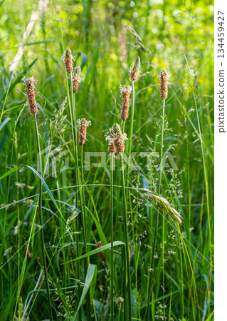 A close up of the wildflower Ribwort plantain, Plantago lanceolata A close up of the wildflower Ribwort plantain, Plantago lanceolata 134459427
