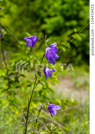 Photo of Campanula latifolia flower, broad-leaved bellflower, urple, botany forest meadow, spring flowering plant forest, nature macro photo 134459428