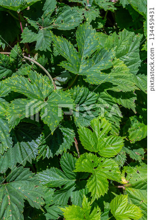 hop leaves. Humulus. green leaves of a climbing plant. natural autumn background, leaves close up. light, bright hop leaves. hop leaves. Humulus. green leaves of a climbing plant. natural autumn background, leaves close up. light, bright hop leaves. 134459431