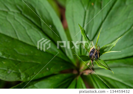 Very poisonous plant Raven's eye four-leaf Paris quadrifolia also known, berry or True Lovers Knot growing in the wild in a forest 134459432