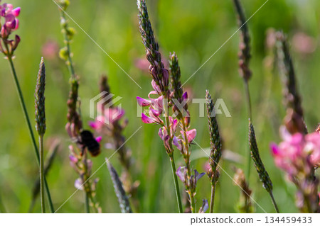 Onobrychis arenaria. Hungarian Sainfoin. Pink and green floral background. Delicate pink flowers in a sunny meadow Onobrychis arenaria. Hungarian Sainfoin. Pink and green floral background. Delicate pink flowers in a sunny meadow 134459433