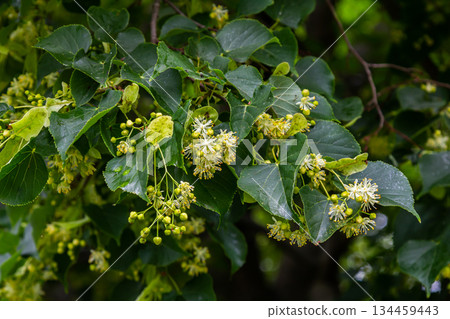 Linden, linden blossom with green leaves on a tree in summer Linden, linden blossom with green leaves on a tree in summer 134459443