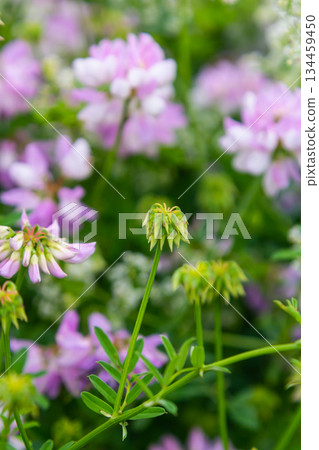the flowers of Securigera varia - crownvetch, purple crown vetch 134459450