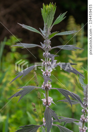 Leonurus cardiaca, known as motherwort. Other common names include throw-wort, lion's ear, and lion's tail. Medicinal plant. Grows in nature Leonurus cardiaca, known as motherwort. Other common names include throw-wort, lion's ear, and lion's tail. Medicinal plant. Grows in nature 134459455