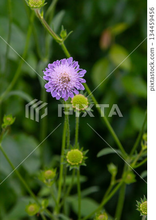 Field scabious Knautia arvensis flowering in meadow. Blue purple wild flower on natural background. Macro. Selective focus Field scabious Knautia arvensis flowering in meadow. Blue purple wild flower on natural background. Macro. Selective focus 134459456