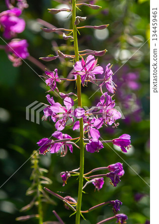 Wonderful flowering fireweed Chamaenerion angustifolium highlighted by the evening sun. A bunch of marvelous blossoming rosebay willowherbs Wonderful flowering fireweed Chamaenerion angustifolium highlighted by the evening sun. A bunch of marvelous blossoming rosebay willowherbs 134459461
