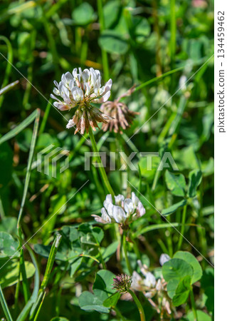White clover flowers among the grass. Trifolium repens 134459462