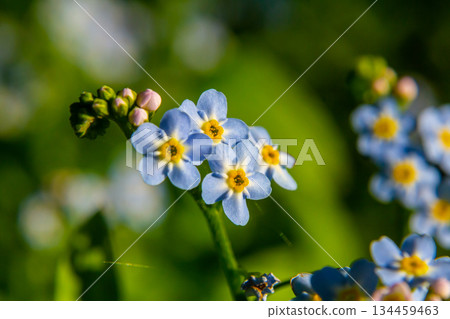 Myosotis scorpioides true or water forget me not. Turkish name Unutma beni cicegi 134459463