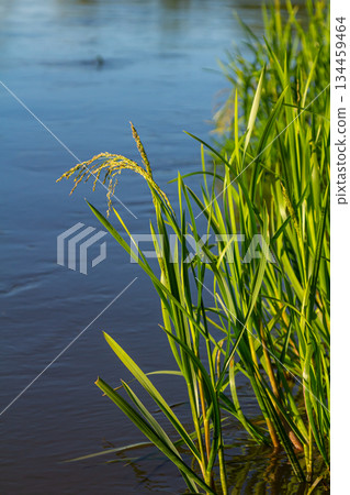 On the banks of the river and in the water, the forage grain Glyceria maxima grows 134459464