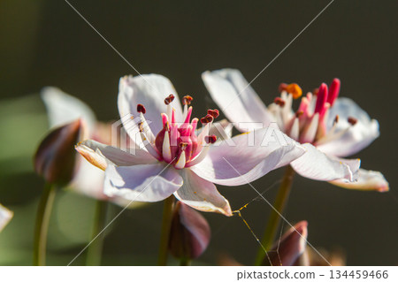 Photo butomus umbellatus flower burchardia, macro photo, forest water lily flower, summer spring, botany, background pink Photo butomus umbellatus flower burchardia, macro photo, forest water lily flower, summer spring, botany, background pink 134459466