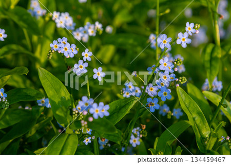 Water forget-me-not Myosotis scorpioides Myosotis palustris Myosotis flower tender flowers blossoming in spring time natural floral background 134459467