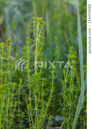 Beautiful blooming white bedstraw in June, galium album Beautiful blooming white bedstraw in June, galium album 134459468