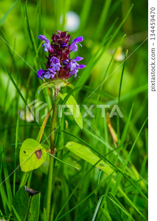 Prunella Vulgaris makro single natural flower, medicinal herbs nature background Prunella Vulgaris makro single natural flower, medicinal herbs nature background 134459470