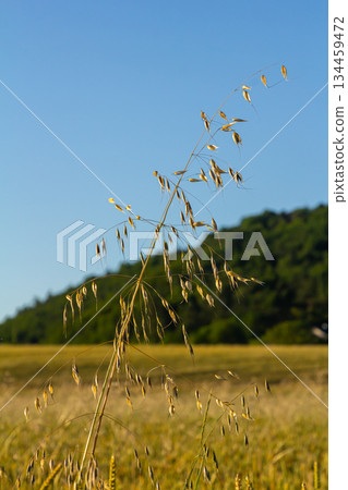 Fatua oatmeal. Stem, leaf and hanging ears of wild oats. Grasses 134459472
